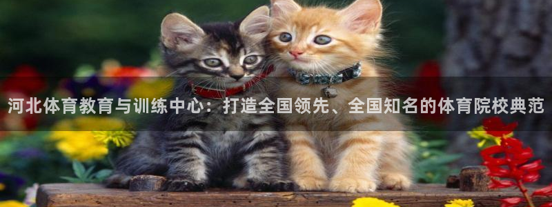 球王会体育：河北体育教育与训练中心：打造全国领先、全国知名的体育院校典范
